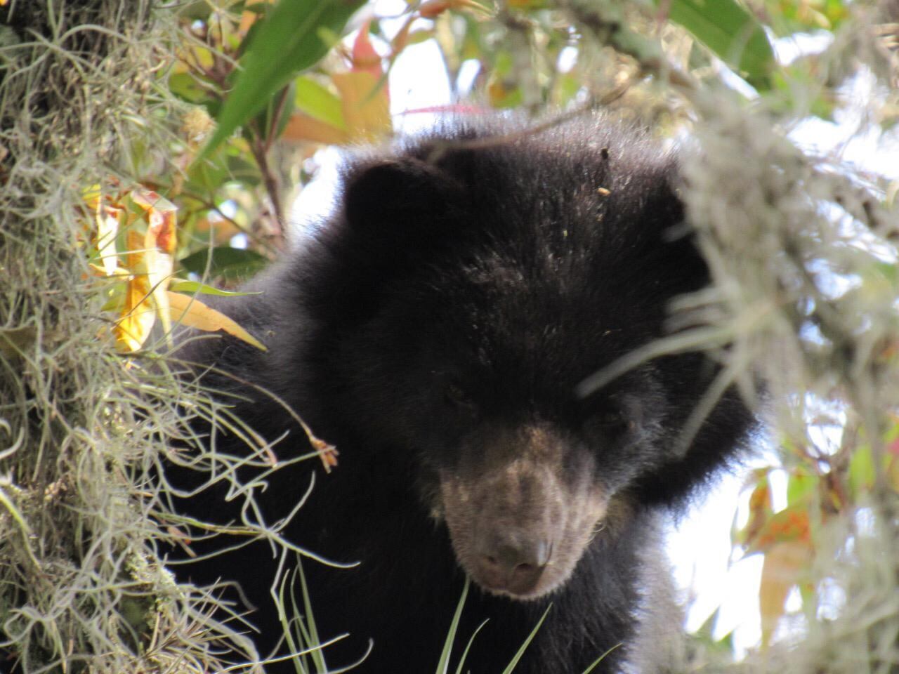 Osa andina llamada Pensilvania