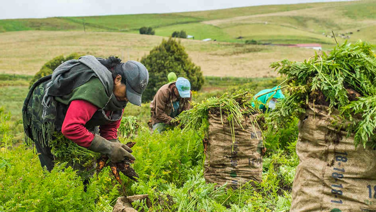 Colombia es el cuarto país de América Latina en disponibilidad de tierras aptas para la producción agrícola.