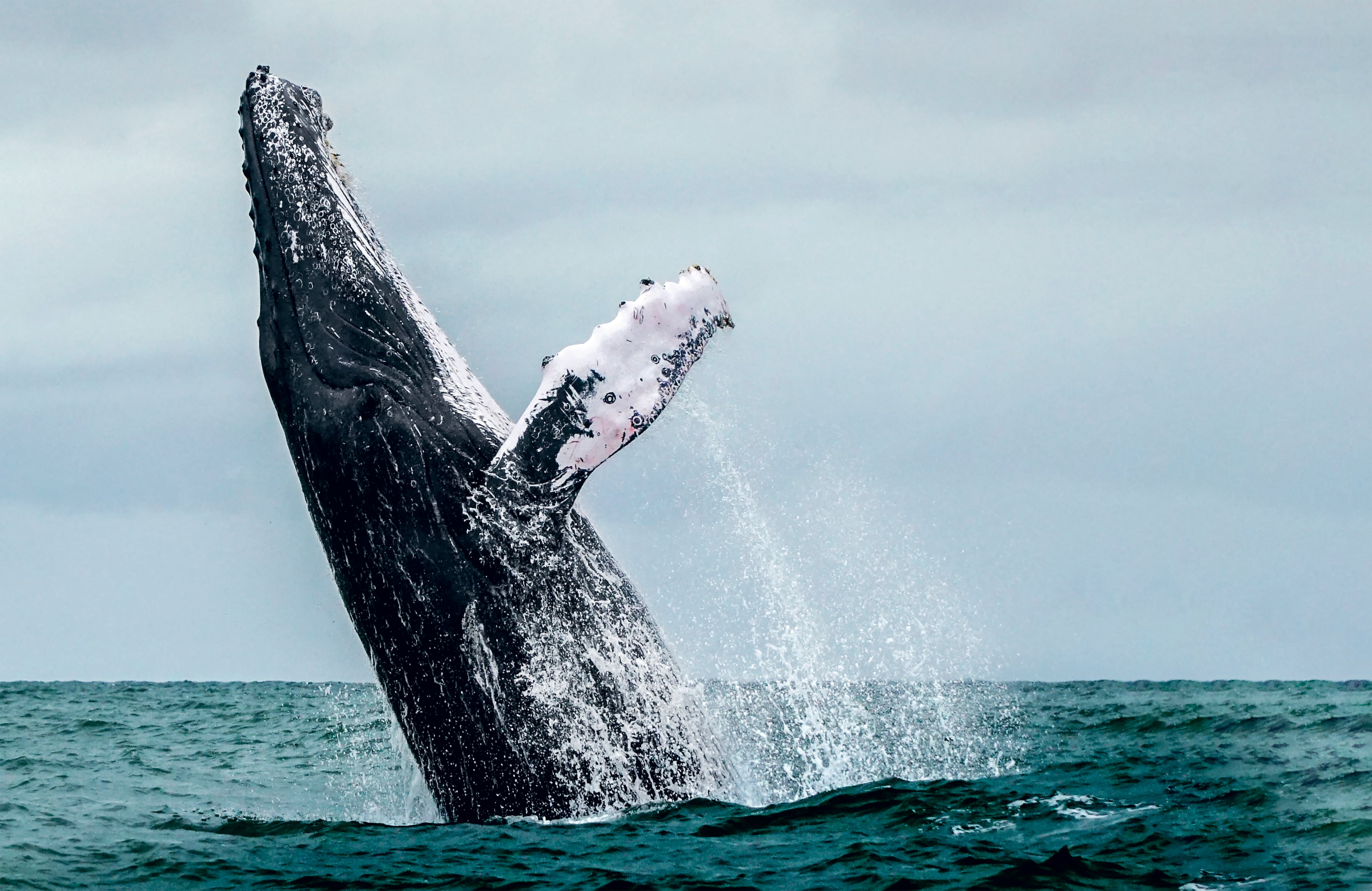 MARTHA URREGO  - Cumbre de Sostenibilidad - SEMANA Sostenible