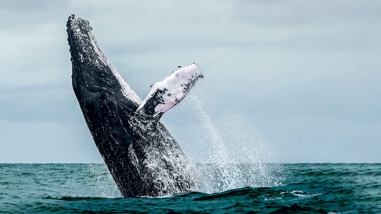 Colombia cuenta con con 33 especies de ballenas y delfines que se encuentran en las costas Pacífica y Caribe, y en los sistemas de los ríos Amazonas y Orinoco.