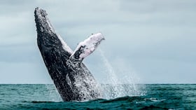 MARTHA URREGO - Cumbre de Sostenibilidad - SEMANA Sostenible