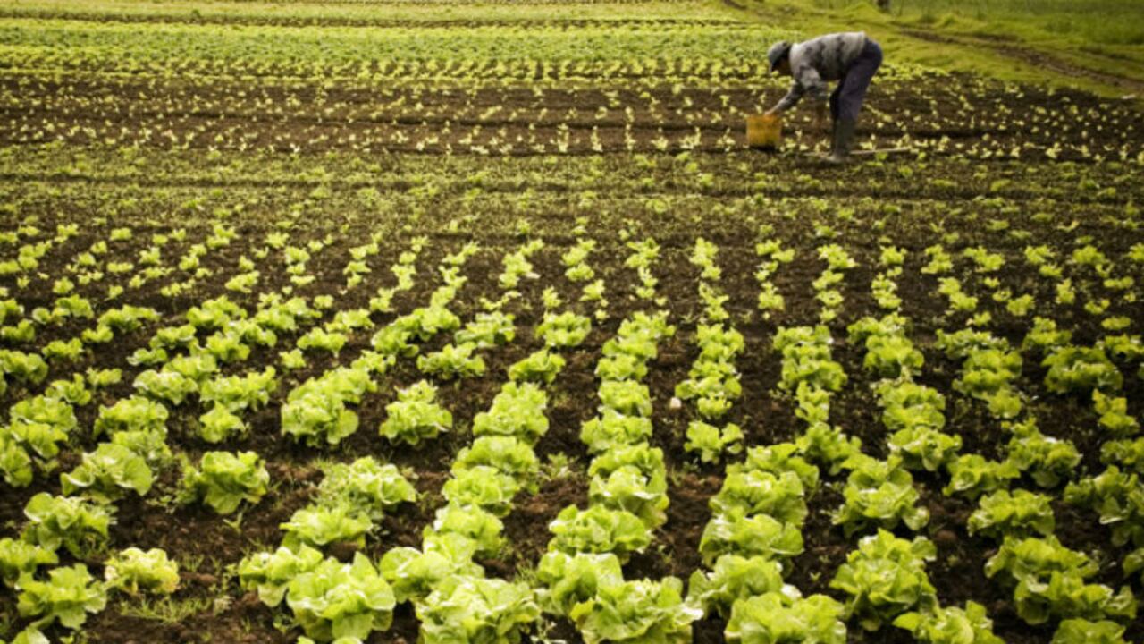 Colombia tiene el reto de fortalecer el sector agrícola para satisfacer as necesidades alimenticias del mundo.