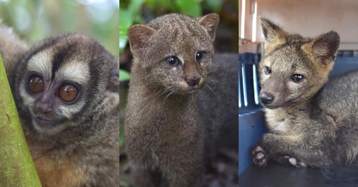 Los animales silvestres fueron víctimas del tráfico de fauna en Quindío.