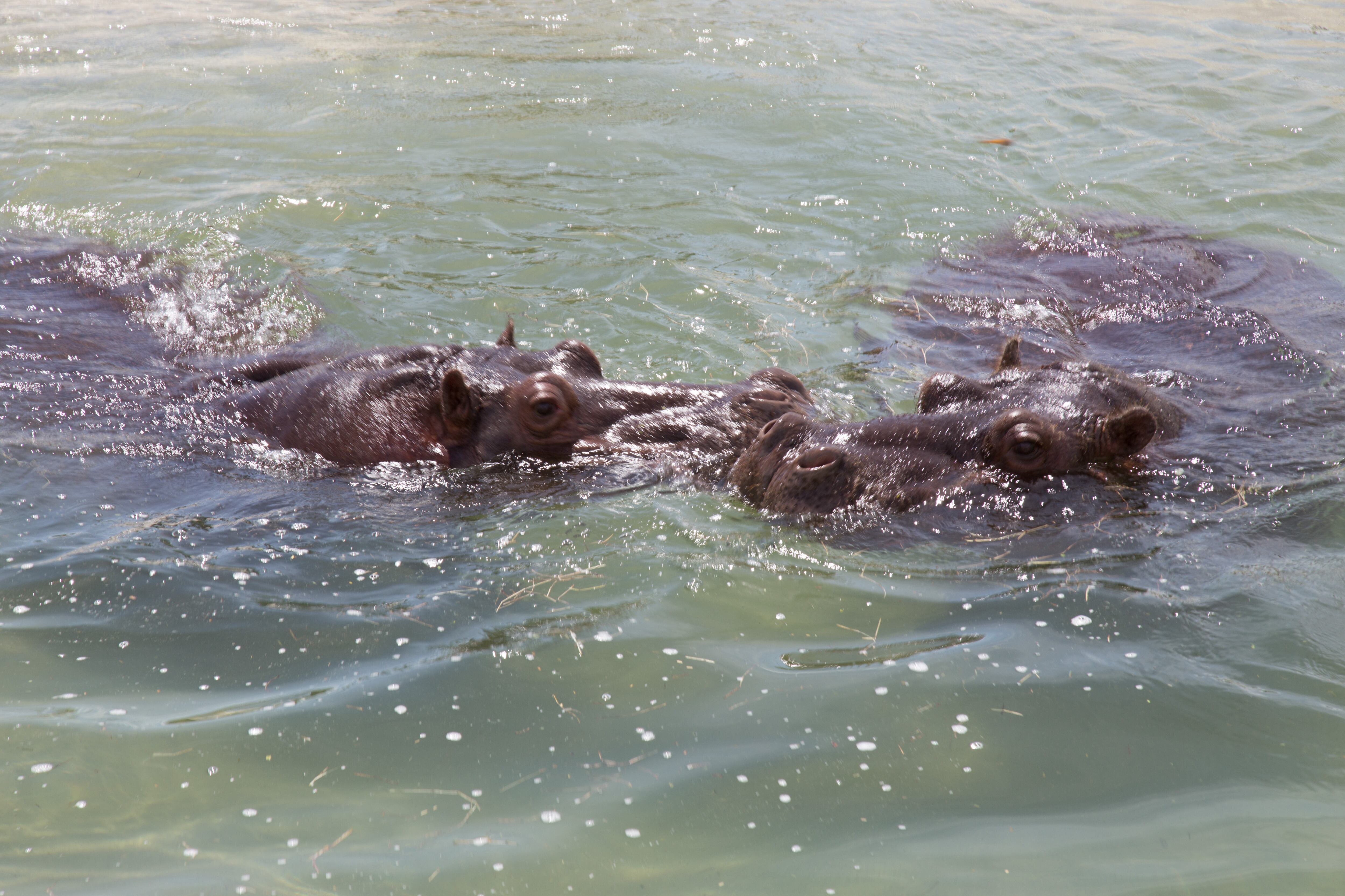 Bioparque Ukumarí es una de las paradas obligadas en Pereira.