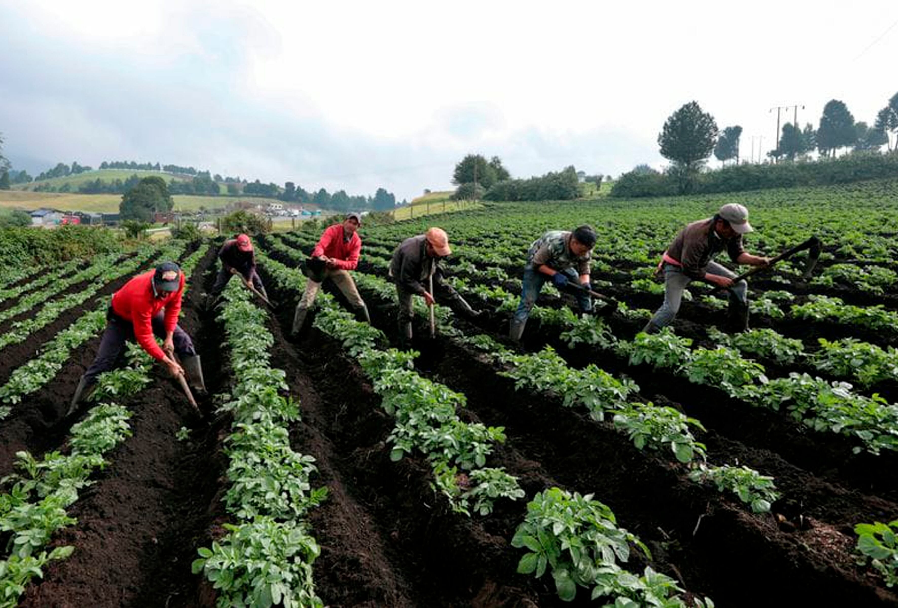 Especial Colombia País Sostenible, Cultivos Feidria