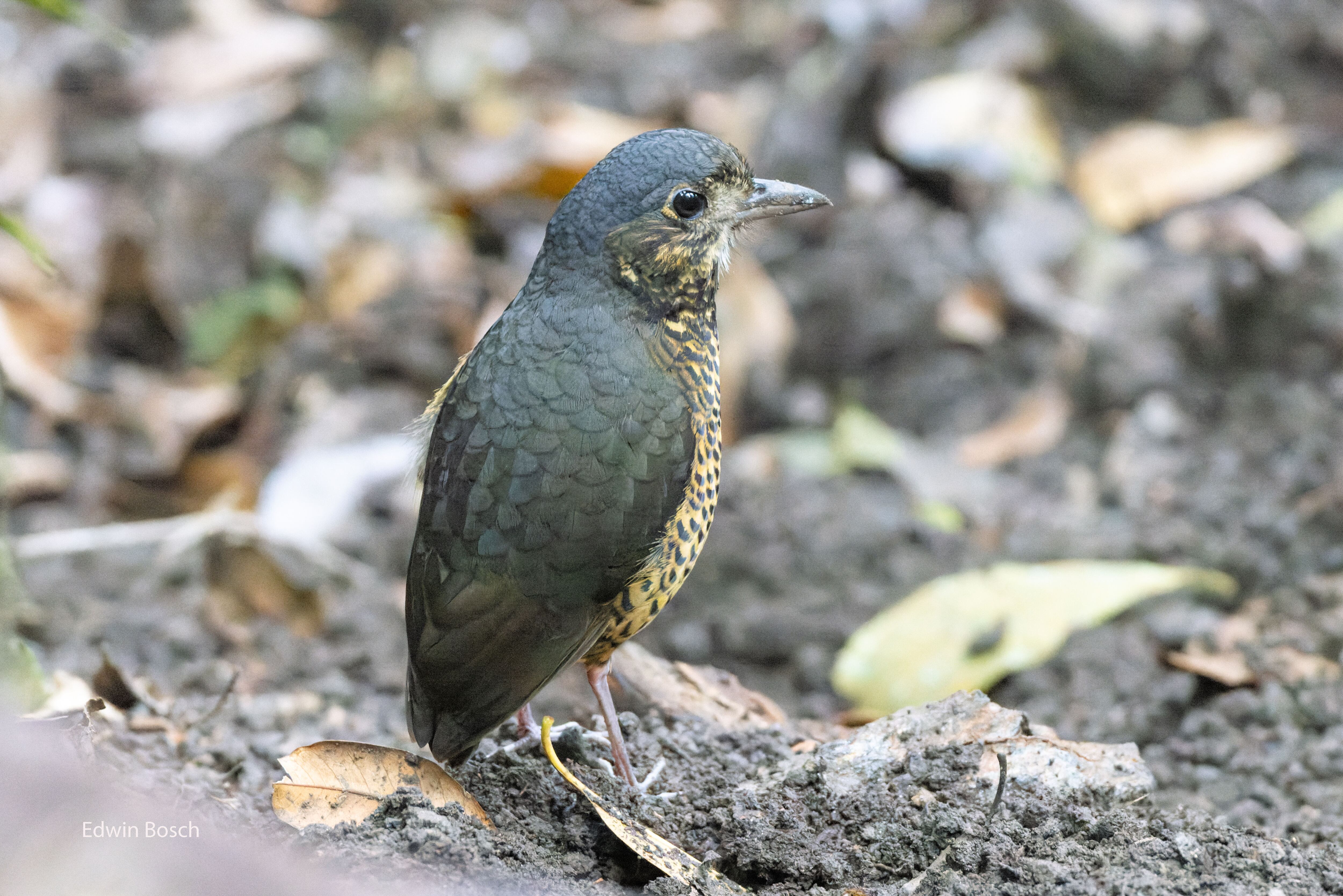los investigadores se refieren tentativamente a la nueva especie como Tororoi del Dorado.