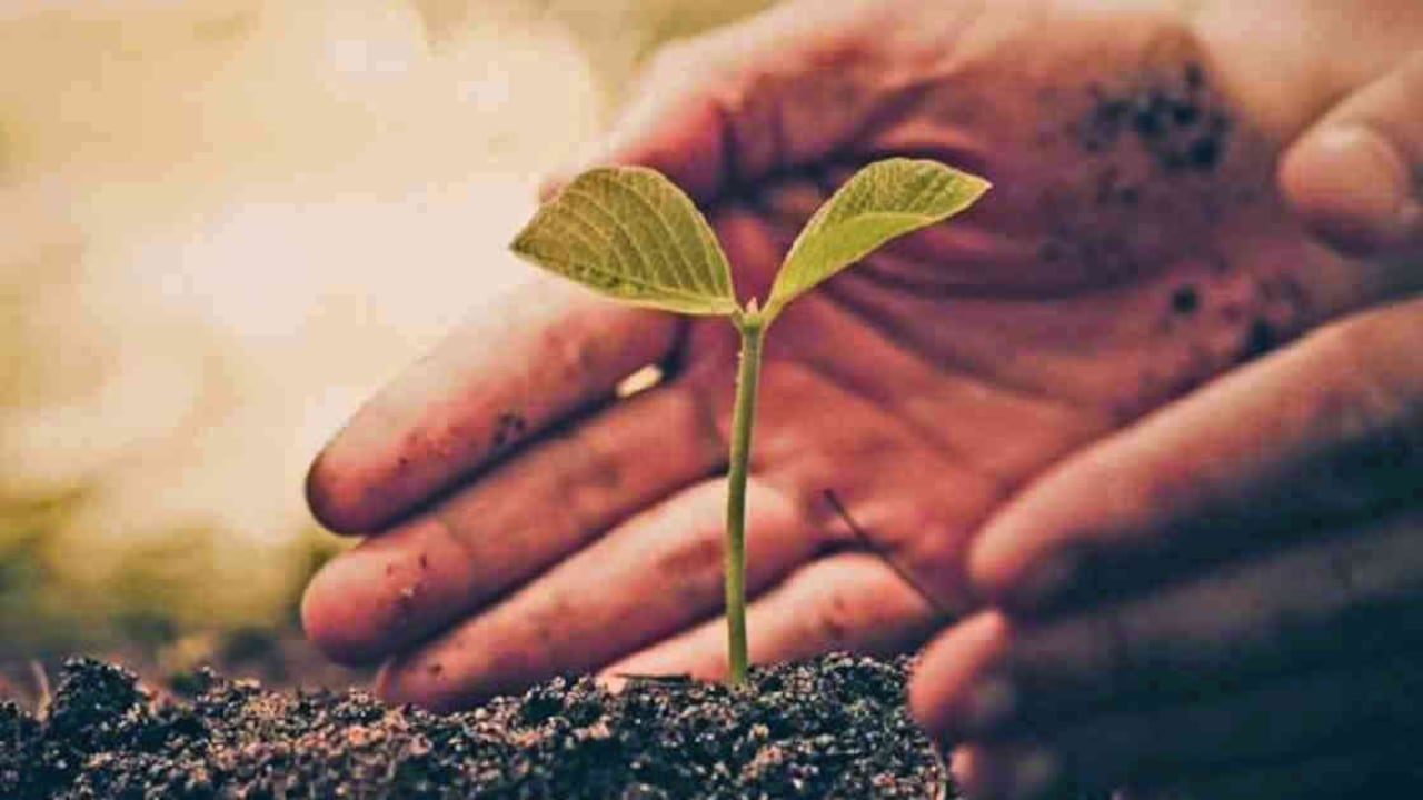 Varias plantas contribuyen no solo a garantizar la seguridad alimentaria, sino también a mitigar el impacto del hombre sobre el medioambiente. Foto: Getty Images.