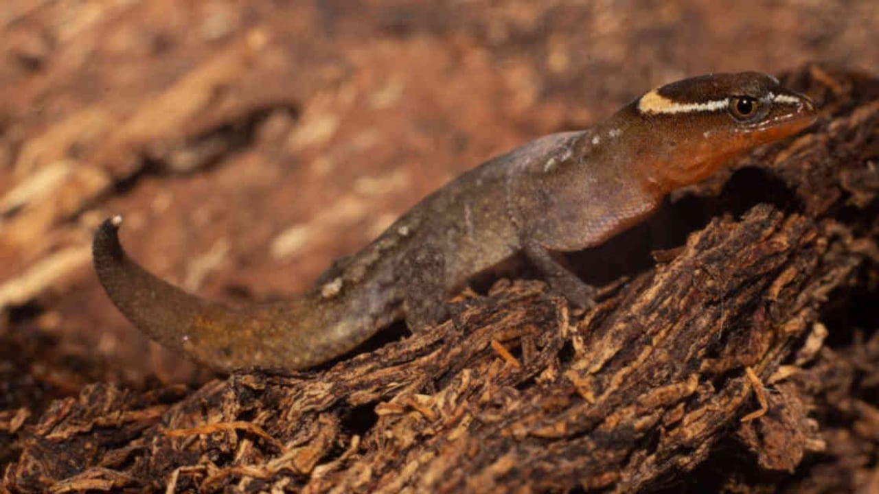 Varias poblaciones de Lepidoblepharis miyatai, el lagarto más pequeño mundo, fueron vistas en algunos sectores del parque Tayrona. Foto: Parques Nacionales Naturales.