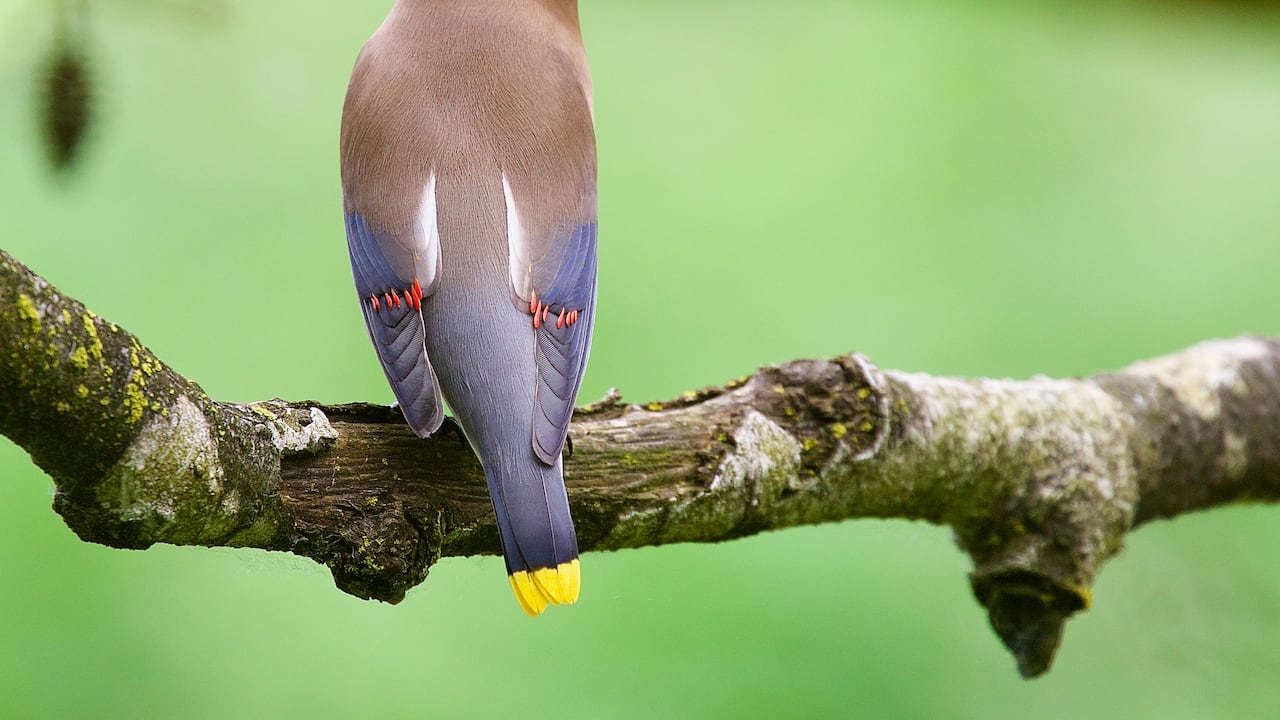 Ave Bombycilla Cedrorum, más conocida como pájaro de alas de cera