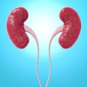 Human kidneys, computer artwork.