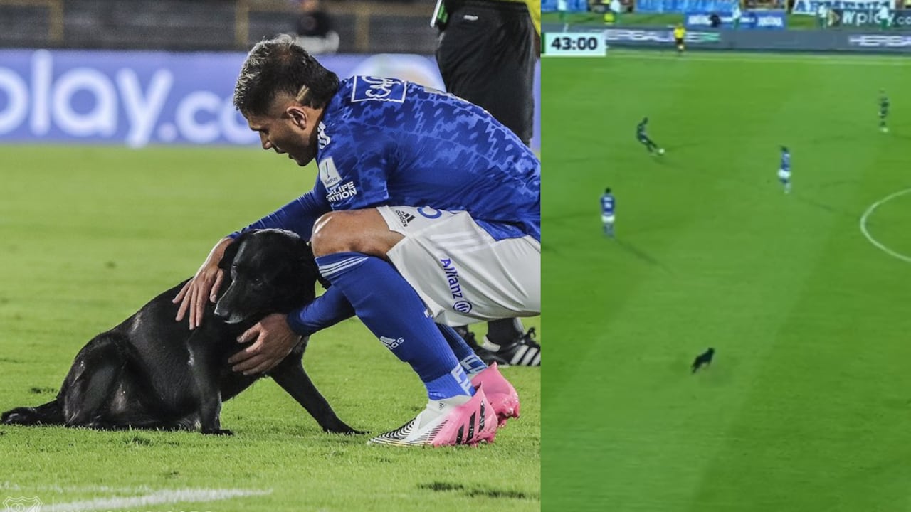 El juego tuvo que ser detenido para sacar al canino.
