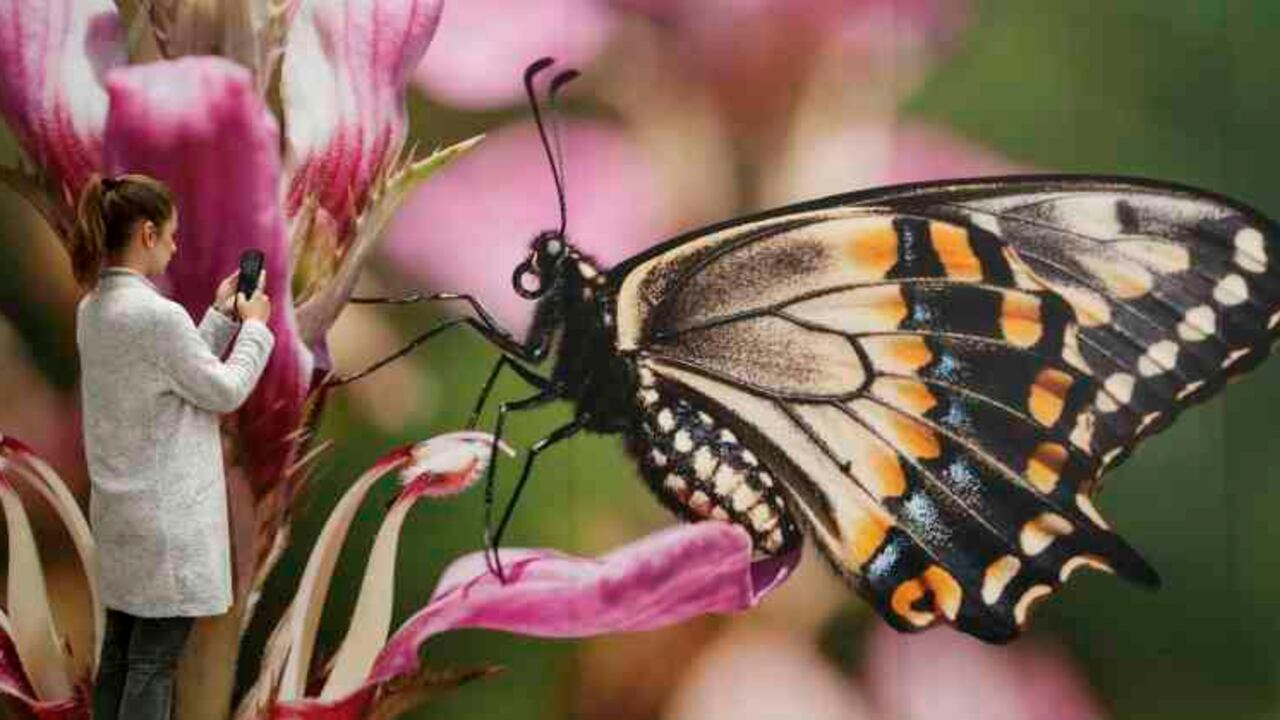 Para Patricia Londoño y Karim León, curadoras de la exposición Un mundo de mariposas, la nueva exposición temporal que inauguró la Biblioteca Luis Ángel Arango, esta se encuentra pensada como un “un mundo, es decir, un montón de mariposas de todo el mundo. Las imágenes recogen un conjunto de representaciones de estos insectos, vistas por naturalistas, por científicos, por literatos, por artistas… Y también un mundo de mariposas, en el sentido de documentar cómo son y cómo viven estos lepidópteros”. Foto: Guillermo Torres