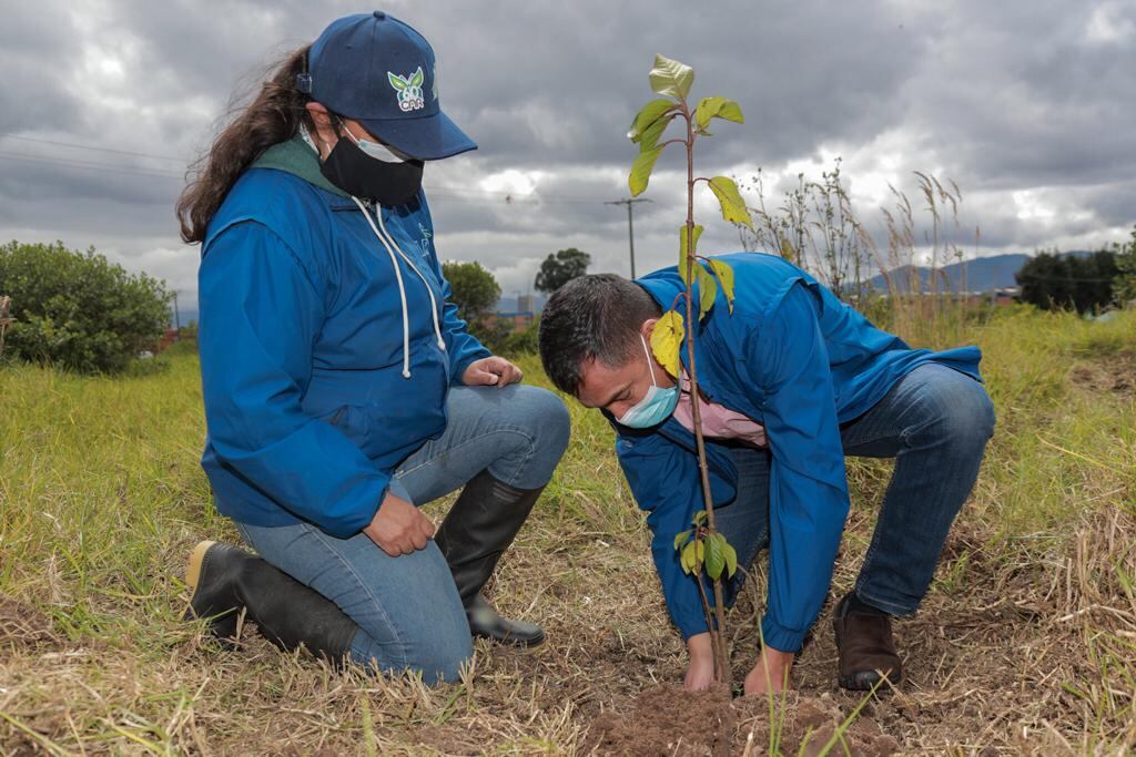 Estos árboles se suman a los sembrados en las jornadas que desarrolla la entidad desde septiembre y que irán hasta el 31 de octubre en diferentes zonas de su jurisdicción.