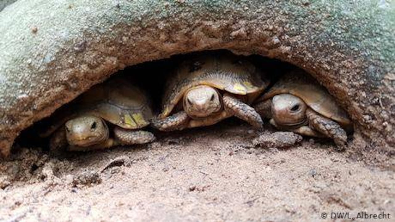 Las tortugas lucen un poco prehistóricas, ¿no? Hay una razón para ello: lo son. El primer espécimen surgió hace unos 260 millones de años, en el Triásico tardío. Poco después, la Tierra vivió la extinción masiva que acabó con cerca del 90 por ciento de la vida. Afortunadamente para las tortugas, sus hábitos de madriguera las habían preparado para sobrevivir en el extraño nuevo mundo. Foto: L. Albrecht / DW