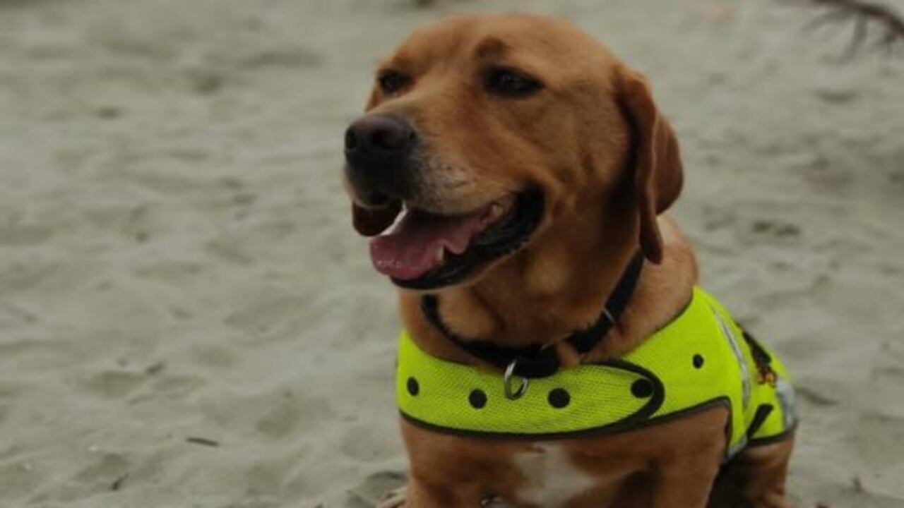 ‘Mantra’, la canina de la Policía que olfatea dinero en grandes cantidades