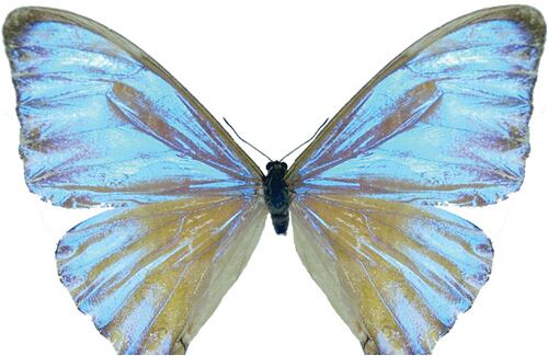 Morfo Anacarada de la Sierra Nevada, es una especie restringida que sólo es posible ver en el rango de altitud entre los 1600 y 1400 metros. Se ha visto durante los meses de junio y octubre.  A pesar de que la especie se encuentra en una reserva natural, la tala indiscriminada del bosque está acabando con ella.