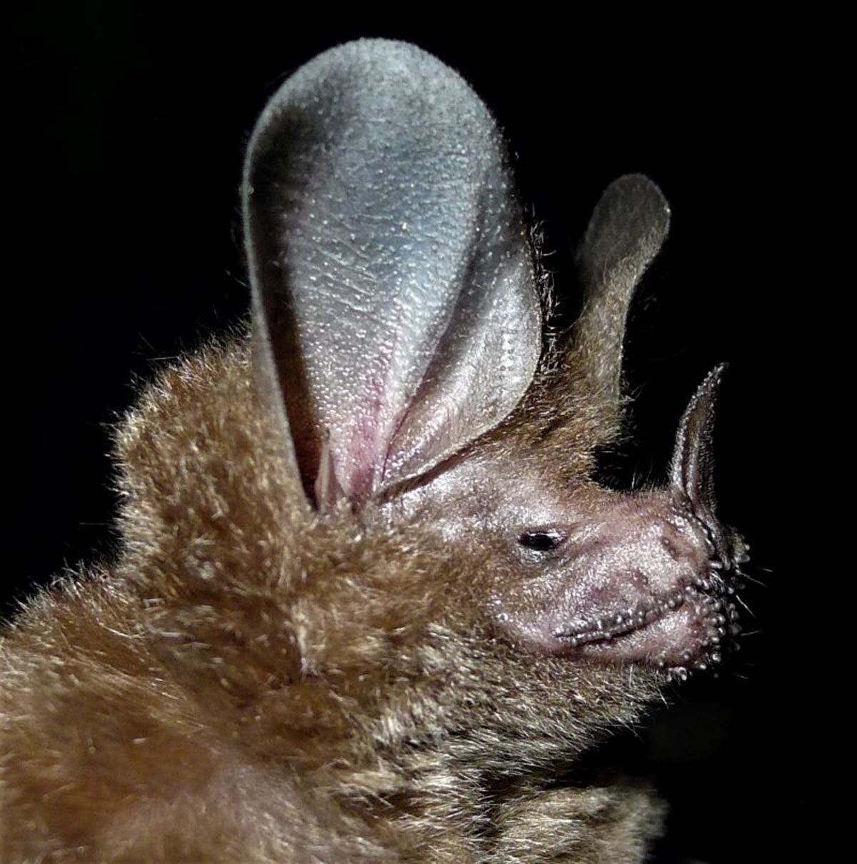 Murciélagos en cuenca baja del río Putumayo