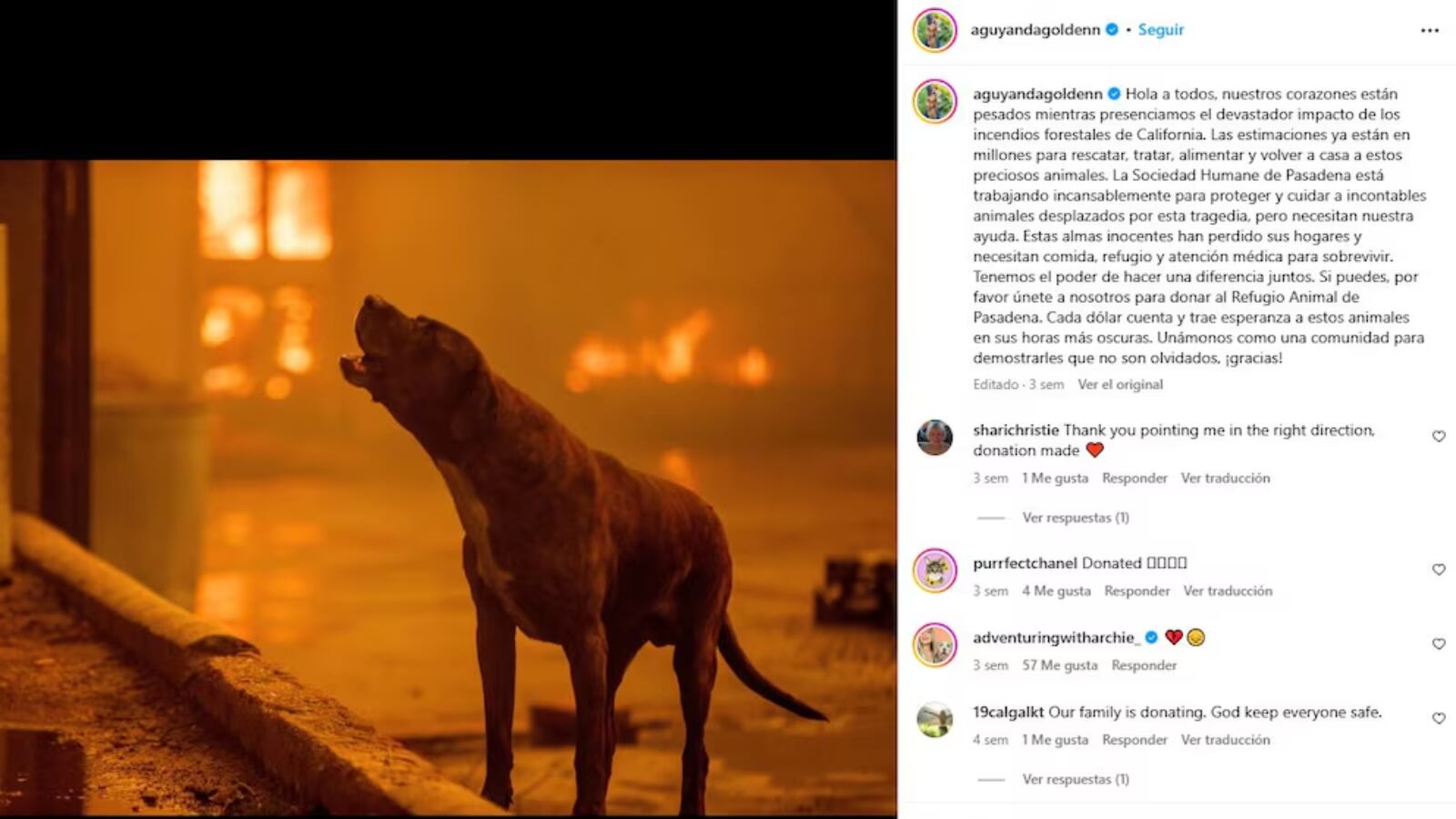 El perro influencer que conmovió en redes