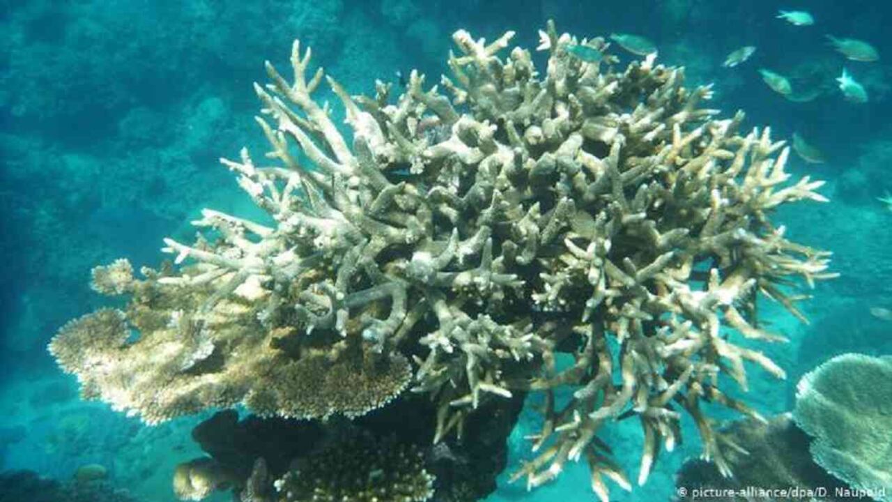 Blanqueamiento de coral. La población de coral pierde no solo su color, sino también su capacidad de reproducirse. Los arrecifes de coral mueren y no ofrecen protección, ni comida, ni zonas de caza para la vida marina. Foto: DW