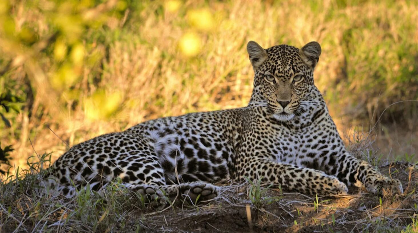 Desiertos y la actividad humana reforzaron el aislamiento de esta población de leopardos.