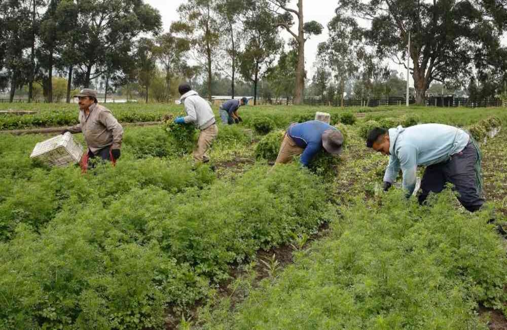 Frente a este panorama, el Ministerio de Agricultura se encuentra diseñando una estrategia que se basa en encontrar compradores seguros para las cosechas. Un ejemplo de estos compradores son las agroindustrias, las redes de tenderos, los mercados institucionales públicos y las grandes superficies.  Foto: Guillermo Torres/ SEMANA