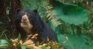 El oso de anteojos es uno de los animales en vía de extinción. Esta especie ayuda a la renovación de los bosques, de ahí su importancia de salvaguardarlo. Foto: archivo/Semana.