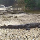 Un total de 21 caimanes aguja son analizados dentro de la investigación. Foto: PNN