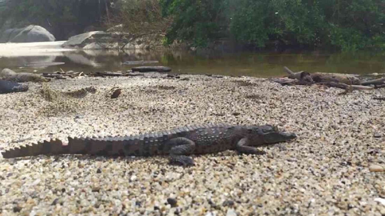 Un total de 21 caimanes aguja son analizados dentro de la investigación. Foto: PNN