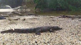 Un total de 21 caimanes aguja son analizados dentro de la investigación. Foto: PNN