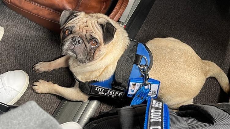 Perros Guía una alternativa para devolverle la funcionalidad a las personas en condición de discapacidad