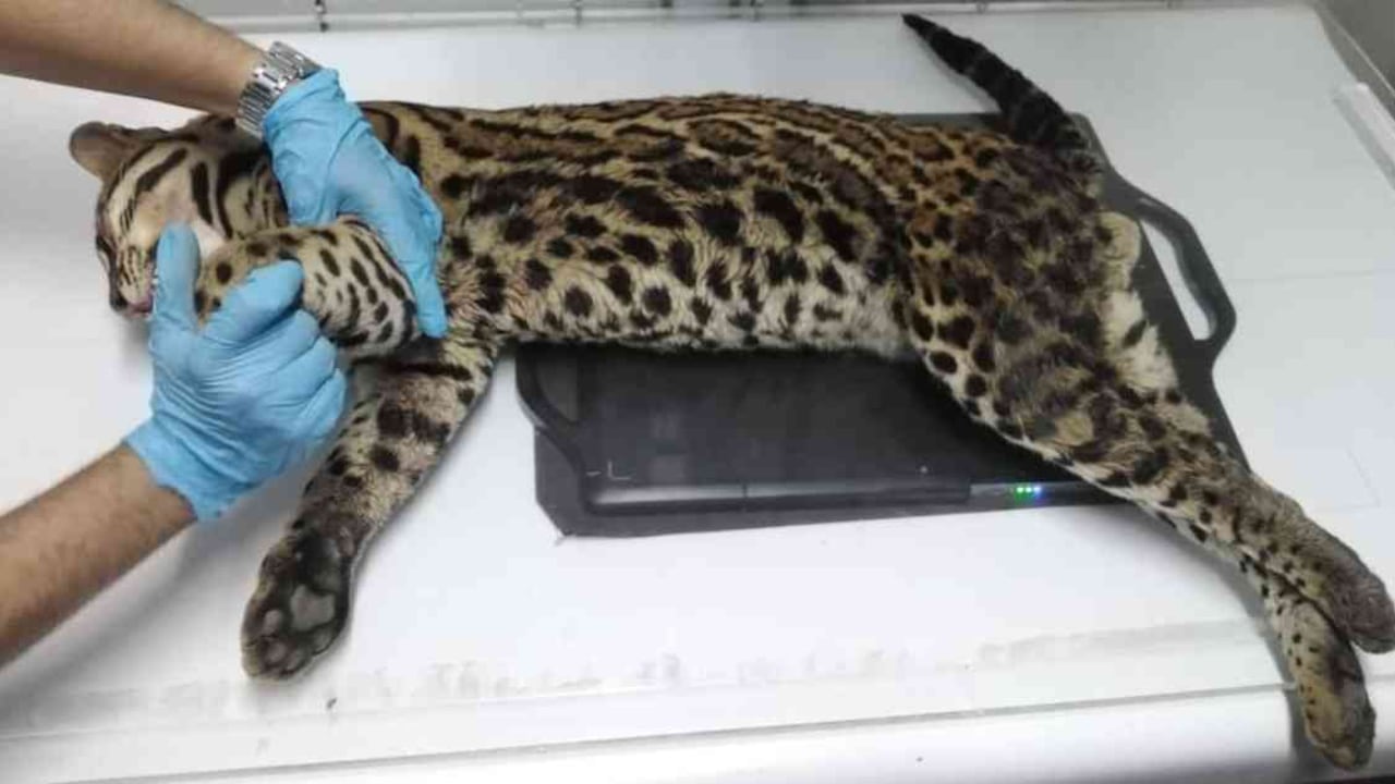 El ocelote hallado se trataba de un adulto macho. Foto: Corantioquia.