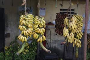 Bananos (Photo by Creative Touch Imaging Ltd./NurPhoto via Getty Images)