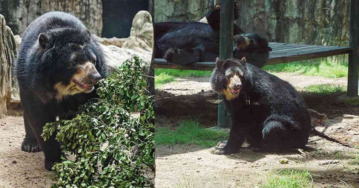 El oso de anteojos estaba en el Zoológico de Barranquilla 