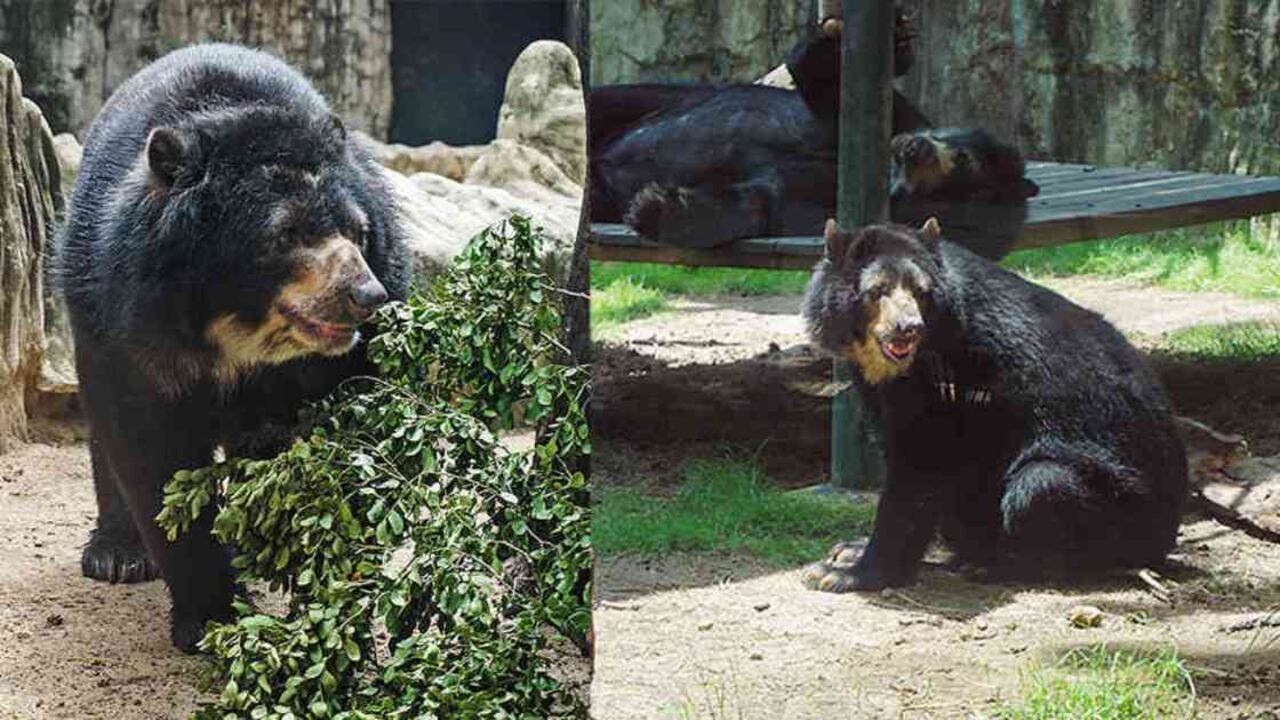 El oso de anteojos permanece en el Zoológico de Barranquilla mientras se define su futuro. Foto: Semana