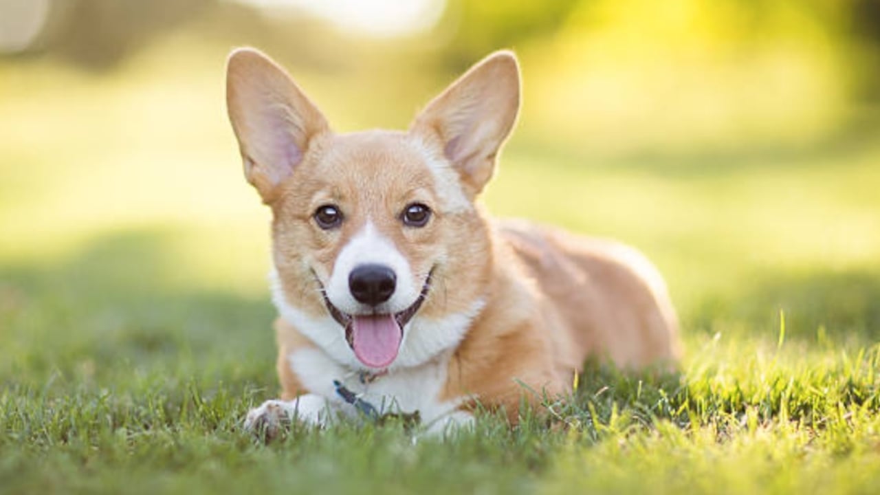 Salivación excesiva, ansiedad y pérdida de apetito son algunos de los síntomas que presentan las mascotas al verse afectadas por el sonido de la pólvora.