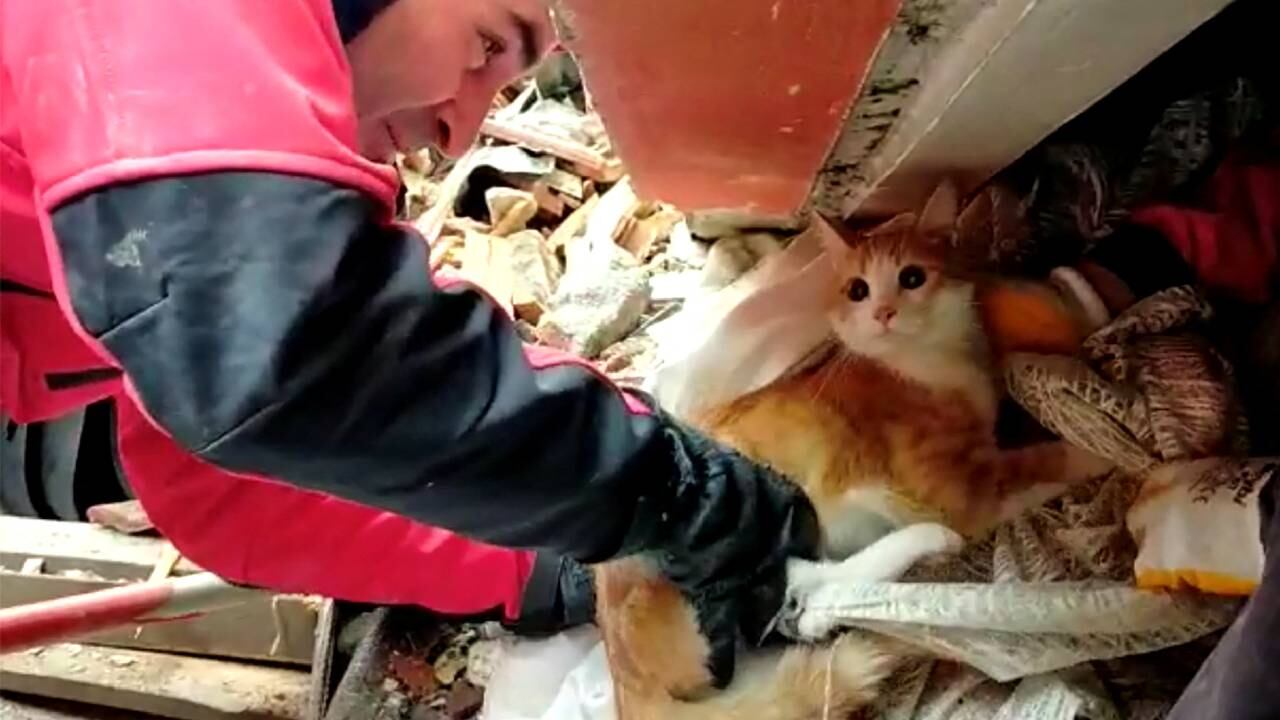 Un gato es rescatado de entre los escombros después de un terremoto mortal en la provincia de Hatay, Turquía.