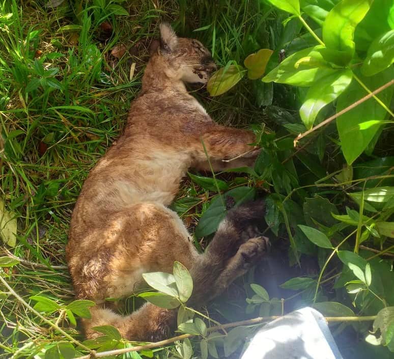 Piden a la comunidad no atacar a estas especies.