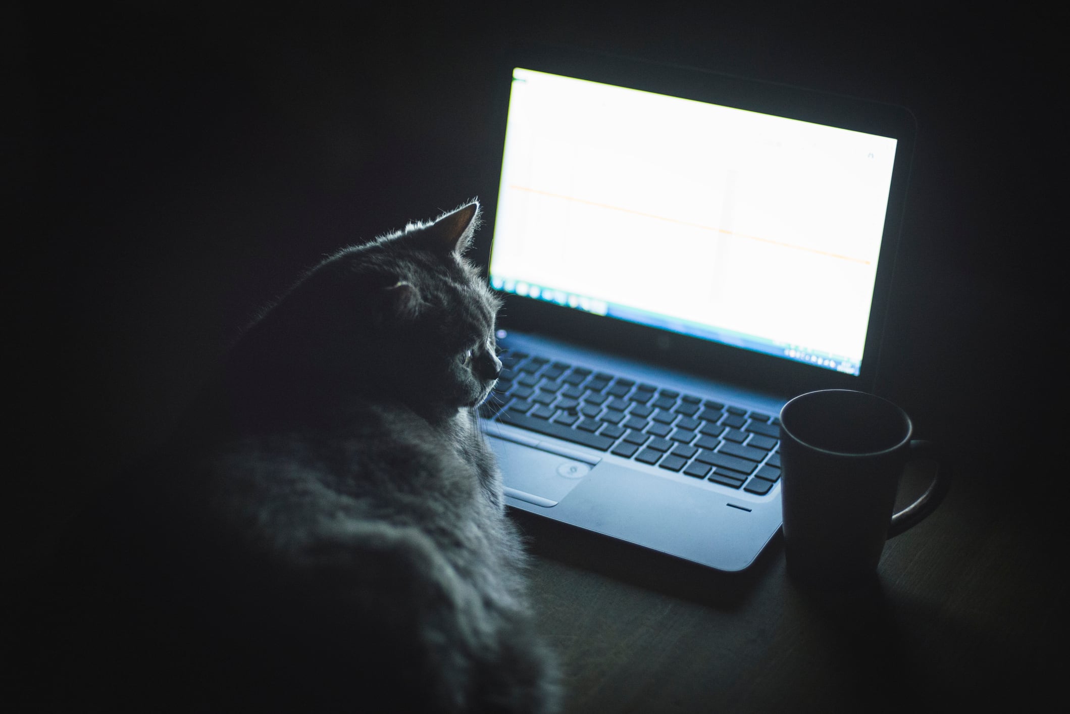 La razón por la que los gatos se quedan mucho tiempo viendo las pantallas.