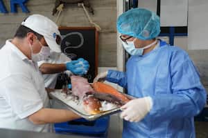 La Secretaría Distrital de Salud de Bogotá en jornadas de inspección de estado de alimentos.