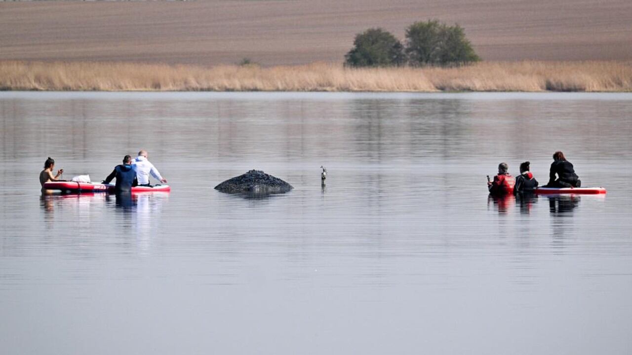 Buzos y veterinarios examinan a Timmy antes de un intento de rescate frente a la isla de Poel.