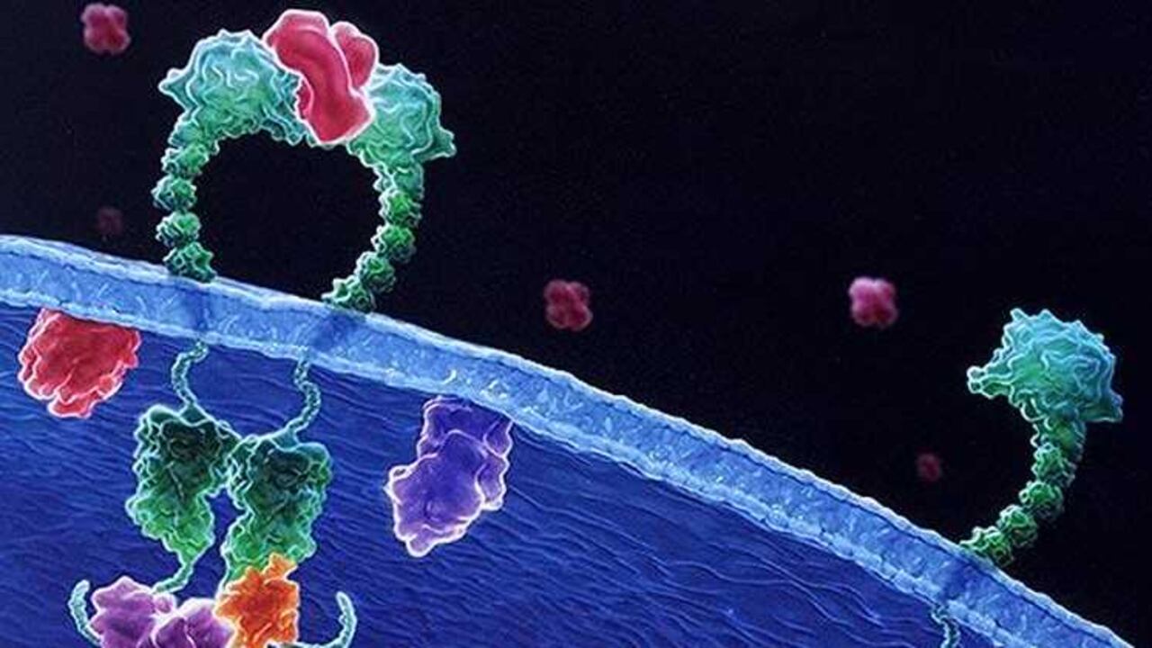 La Agencia Internacional para la Investigación del Cáncer (IARC), es la entidad encargada de clasificar los cancerígenos de acuerdo a la relación directa que tienen ciertas sustancias con la incidencia del cáncer.