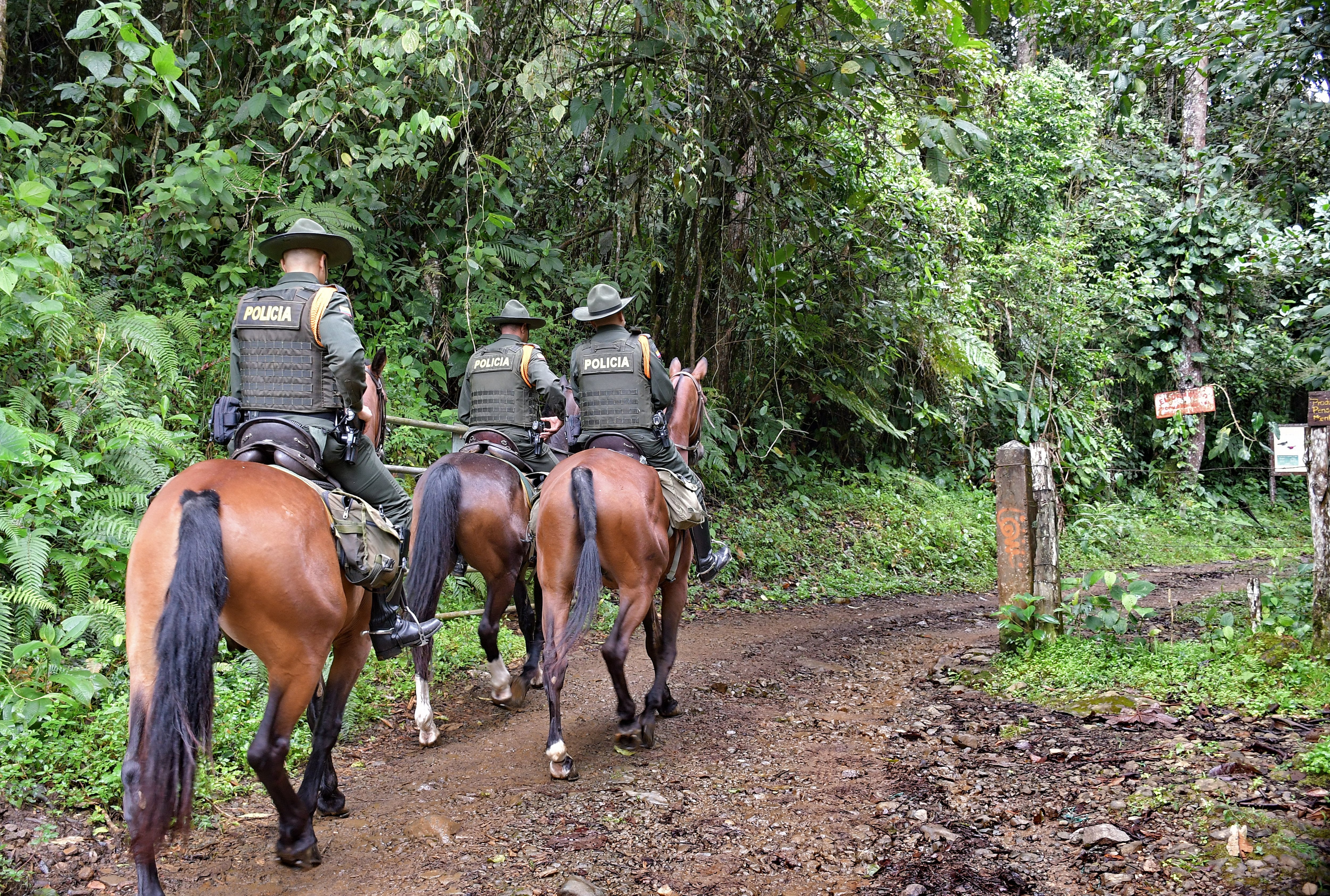Estos 100 policías, muchos de los Carabineros, reforzarán las medidas contra los delitos en Cali, que han venido en descenso en este año, en especial, los homicidios y los hurtos. Las primeras acciones de los 100 policías fue justamente hacer operativos en los Farallones de Cali, reserva natural que es promovida para la COP16, debido a que grupos armados ilegales están dedicados a la explotación de oro de forma irregular, afectando cuencas con fauna y flora. Fotos Raúl Palacios / El Pais.