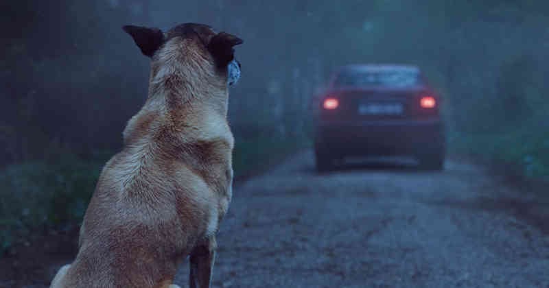 El abandono de animales es un tema que genera preocupación.