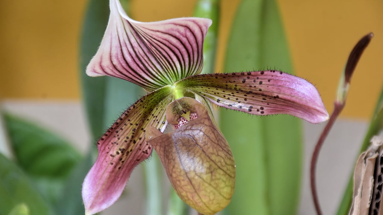 Cundinamarca y Antioquia son los dos departamentos que más producen flores en el país.