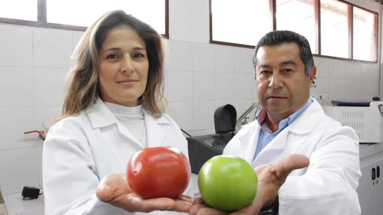 Método para retardar la maduración poscosecha del tomate variedad milano y chonto.