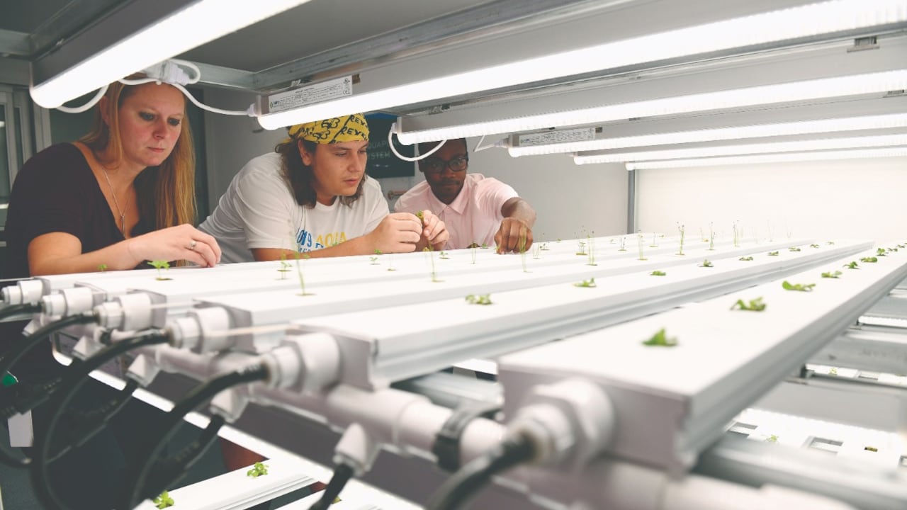 Las maestrías a las que pueden aplicar los colombianos son: Gestión de Operaciones y Control de Ciberseguridad, Analítica y Gestión de Proyectos.