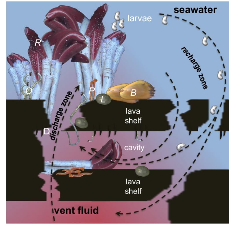Se hallaron organismos vivos a unos 2.500 metros de profundidad en la corteza oceánica.