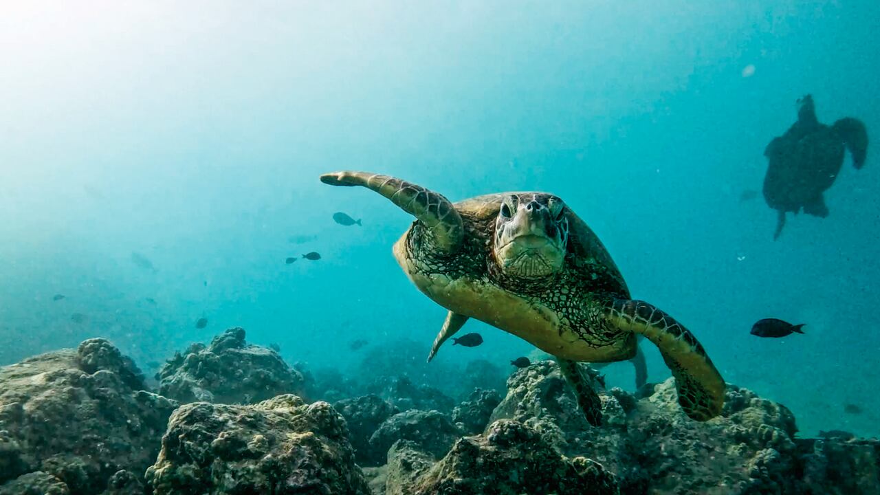 La campaña de Humanimal Tourism, creada por DDB, ganó premios en el Festival Internacional de la Creatividad Cannes Lions.