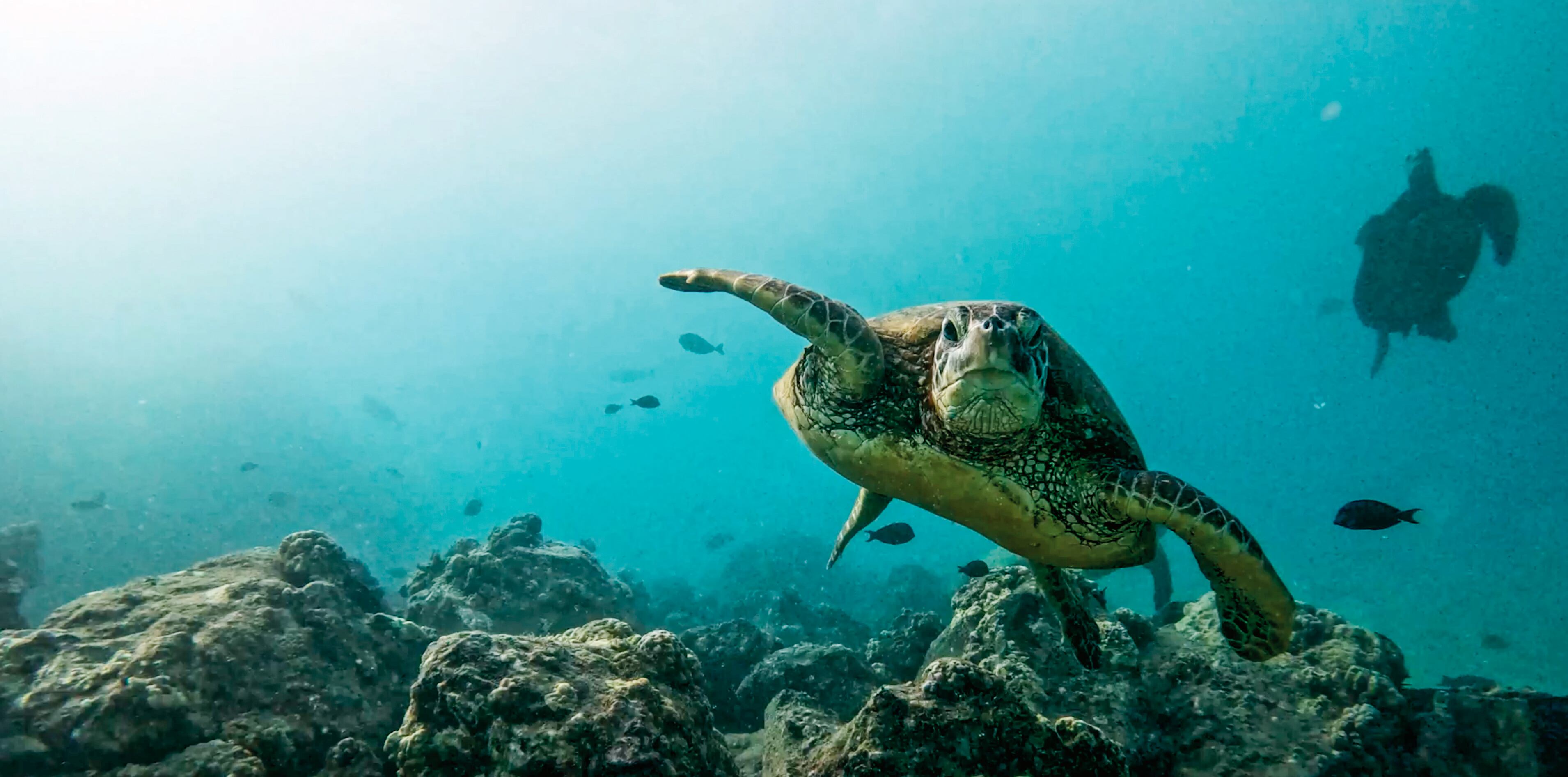 La campaña de Humanimal Tourism, creada por DDB, ganó premios en el Festival Internacional de la Creatividad Cannes Lions.