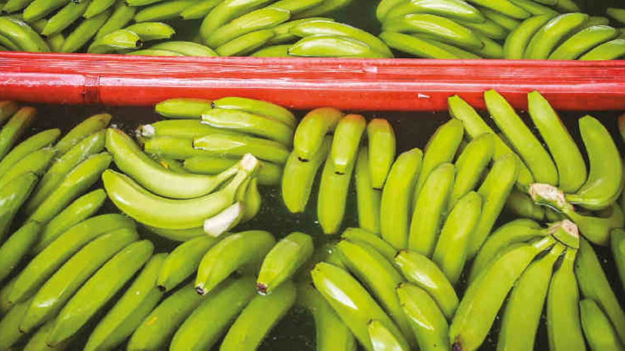 La Marchitez por Fusarium R4T (Raza 4 Tropical) es causada por el hongo Fusarium oxysporum que se transmite a través del suelo.